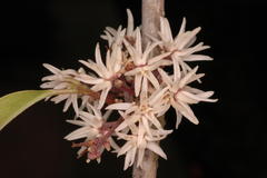 Chionanthus mala-elengi